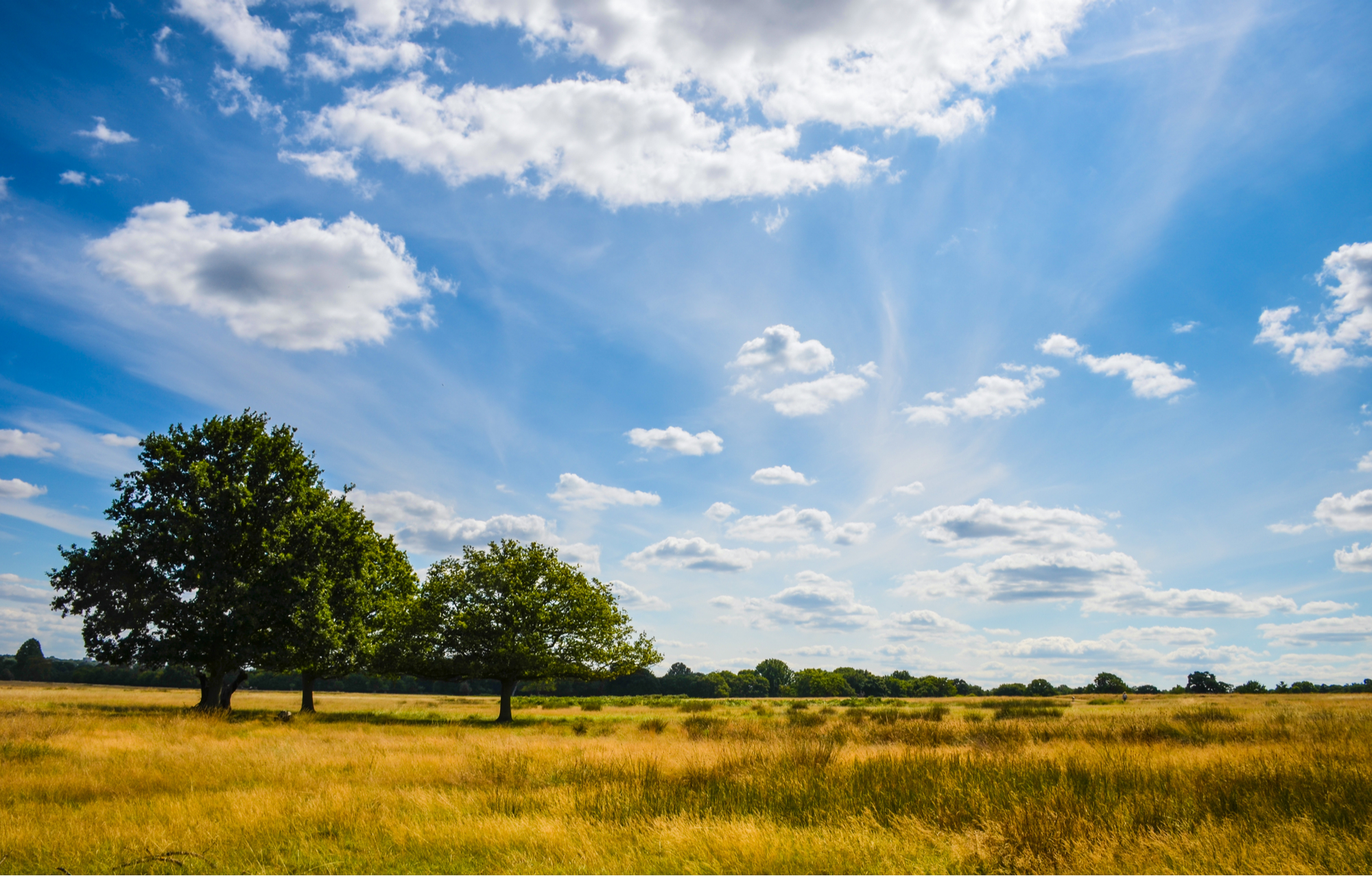 Le Richmond Park à Londres