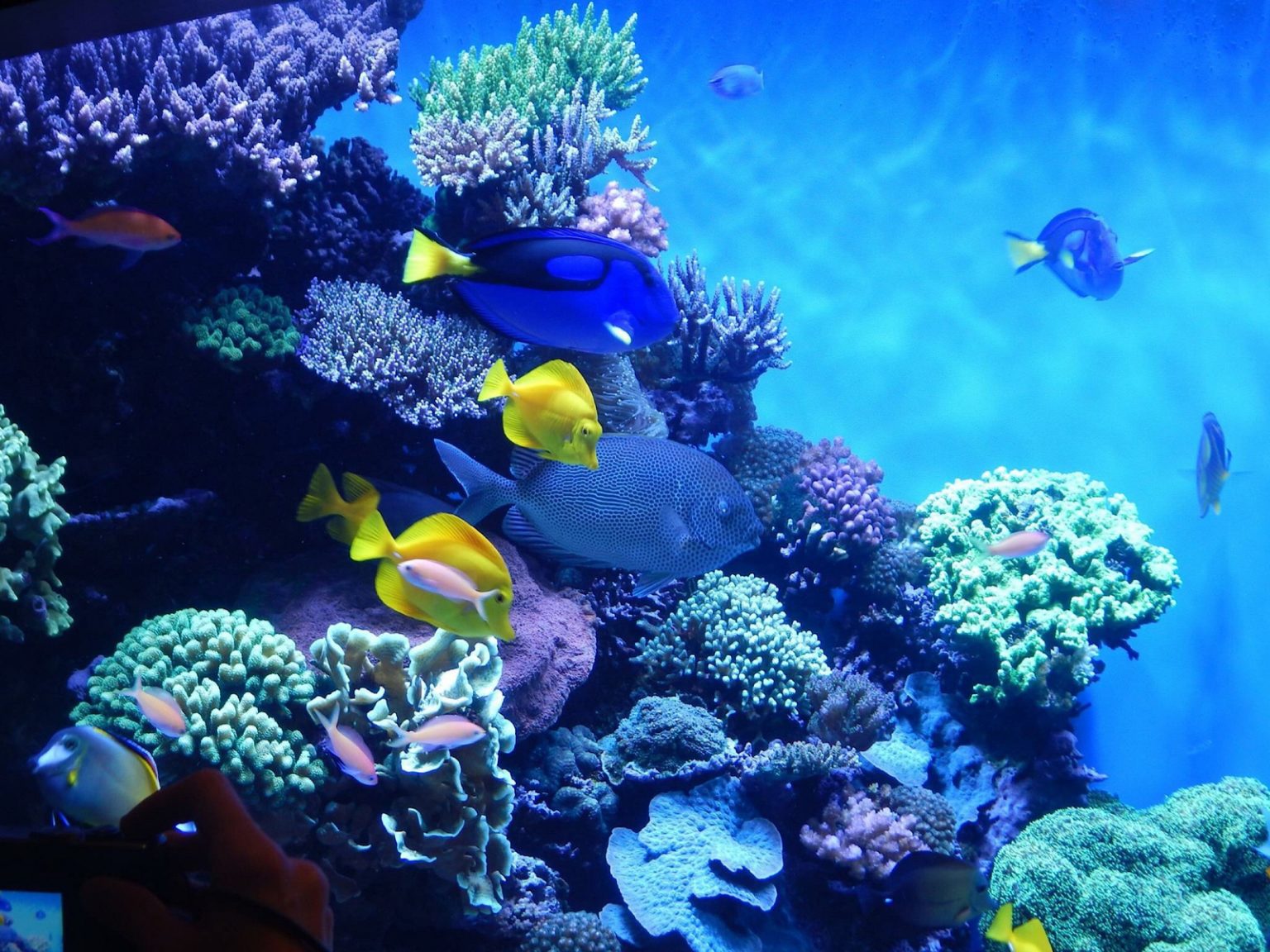 Top 10 des plus grands aquariums au monde Chéri fais tes valises Top 10 des plus grands aquariums au monde Chéri fais tes valises