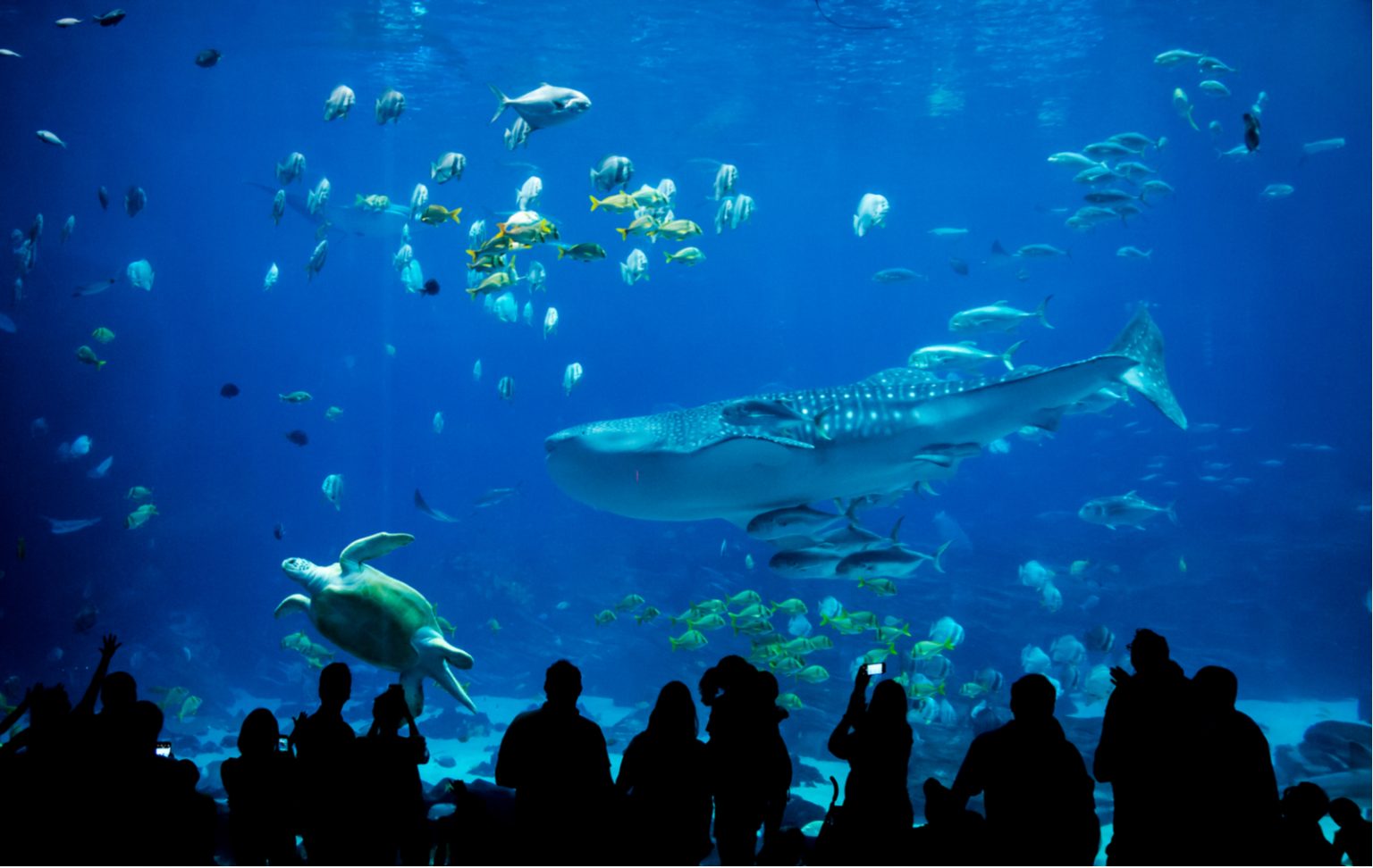 Top 10 des plus grands aquariums au monde Chéri fais tes valises