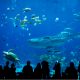 Top 10 des plus grands aquariums au monde
