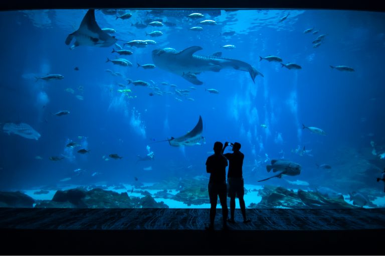 Top 10 des plus grands aquariums au monde Chéri fais tes valises Top 10 des plus grands aquariums au monde Chéri fais tes valises