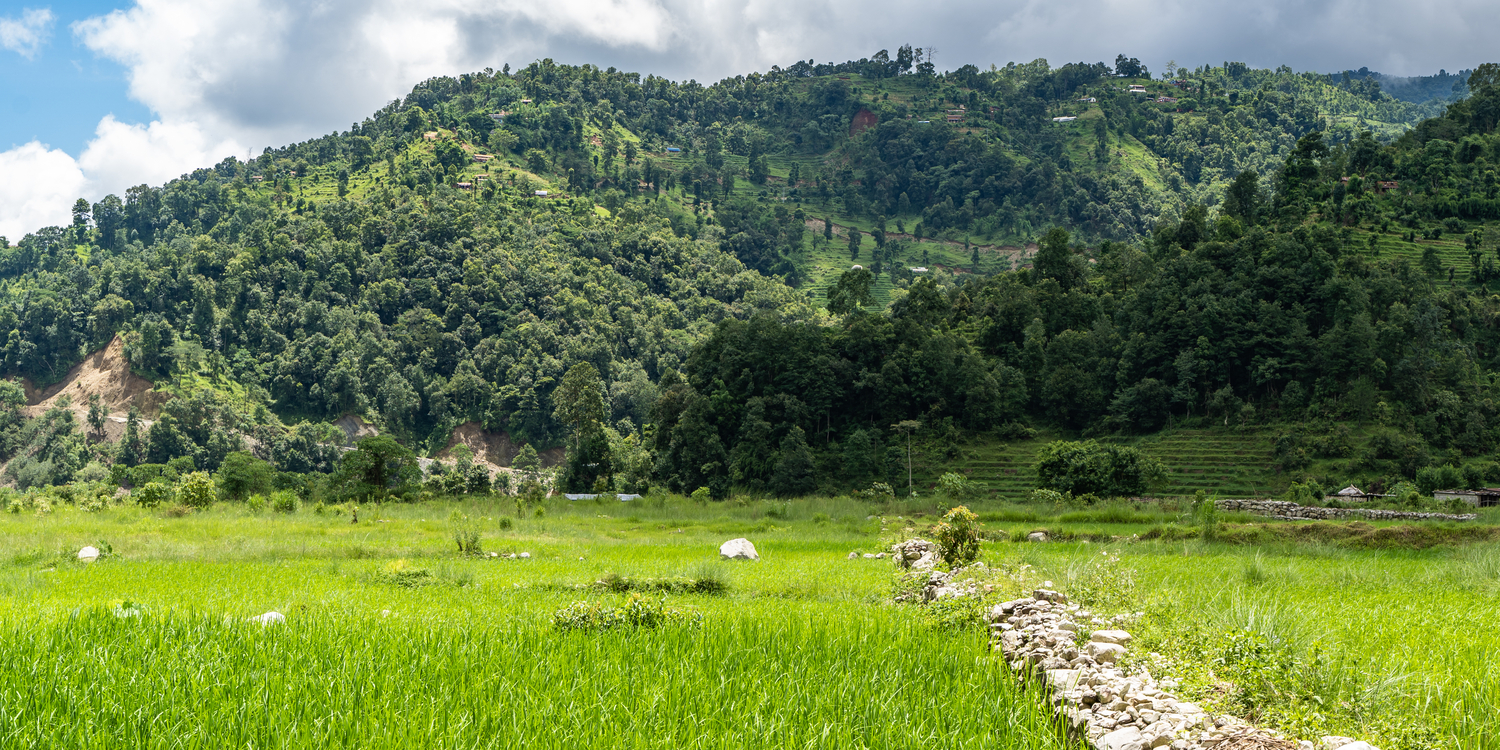 Riziere du cambodge