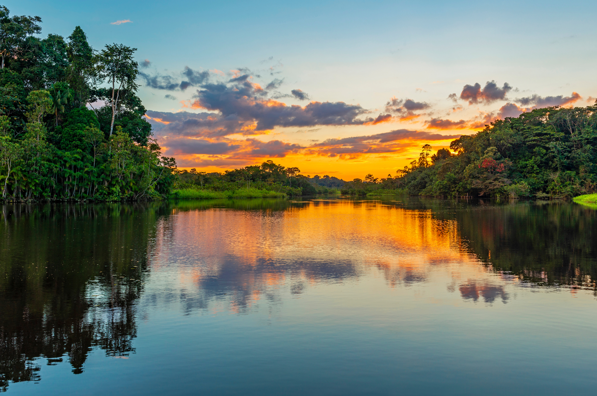 L'amazonie