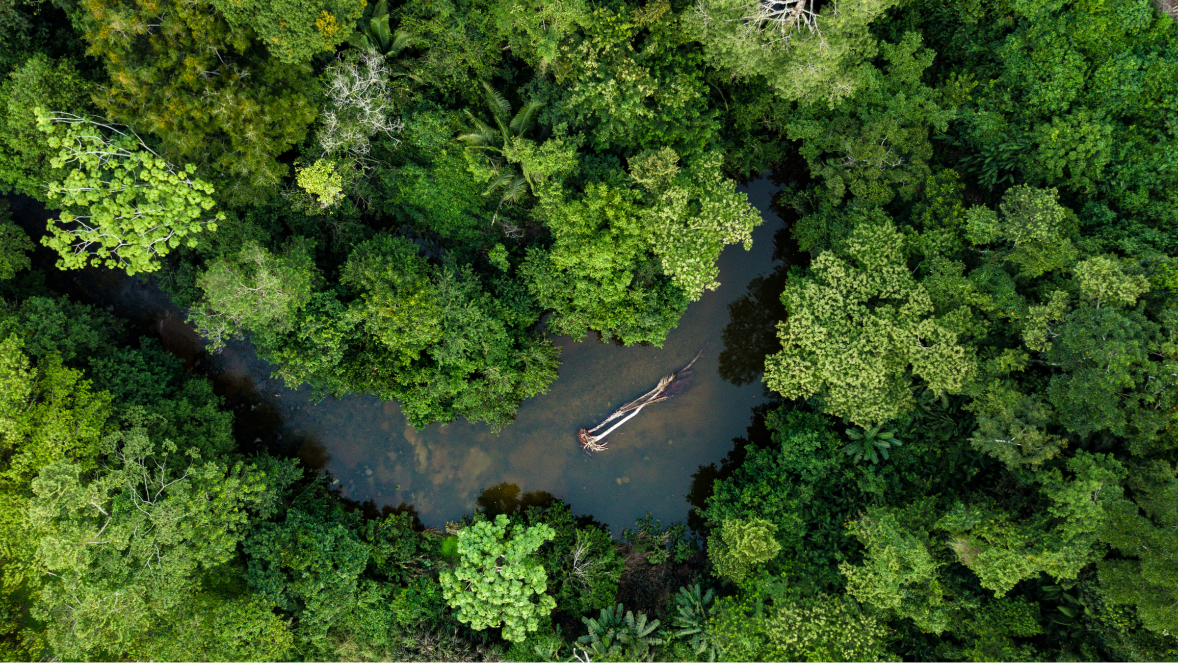 Quand partir en Amazonie ?
