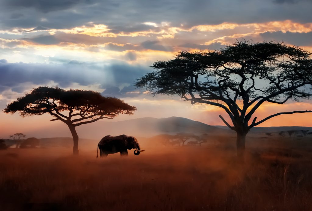 Serengeti