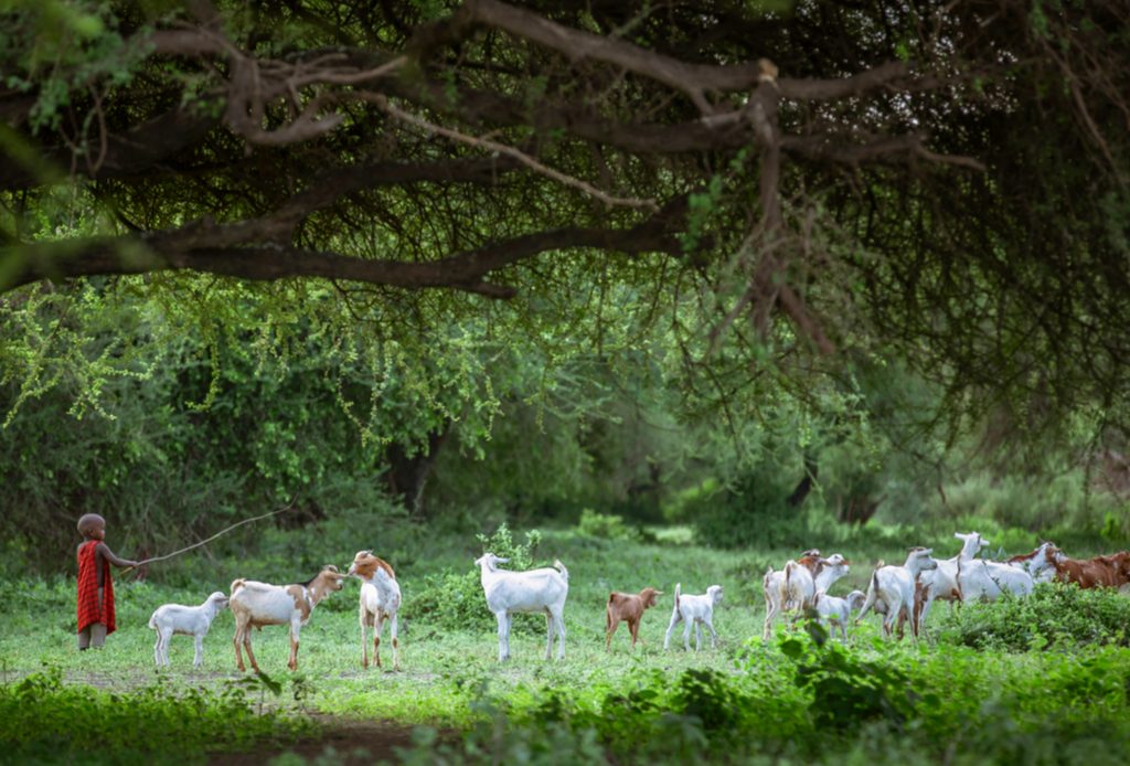 Parc national Mkomazi