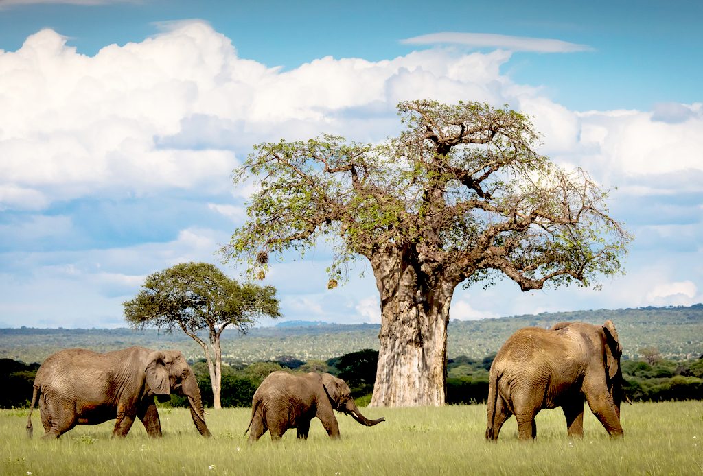 Safari tanzanie