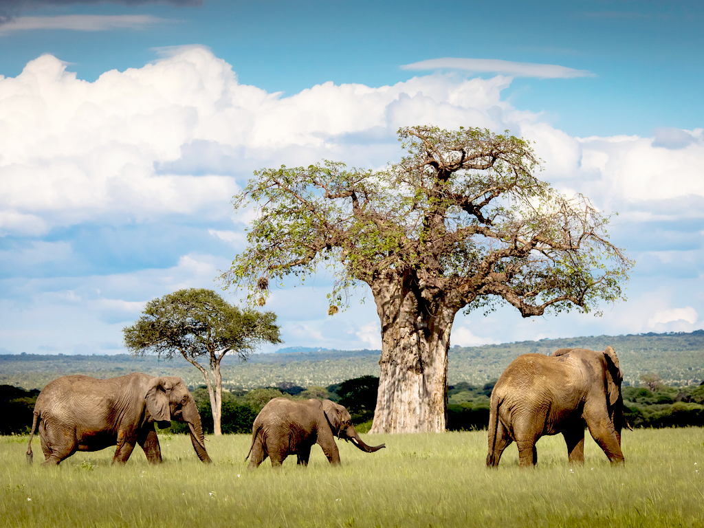 Safari tanzanie