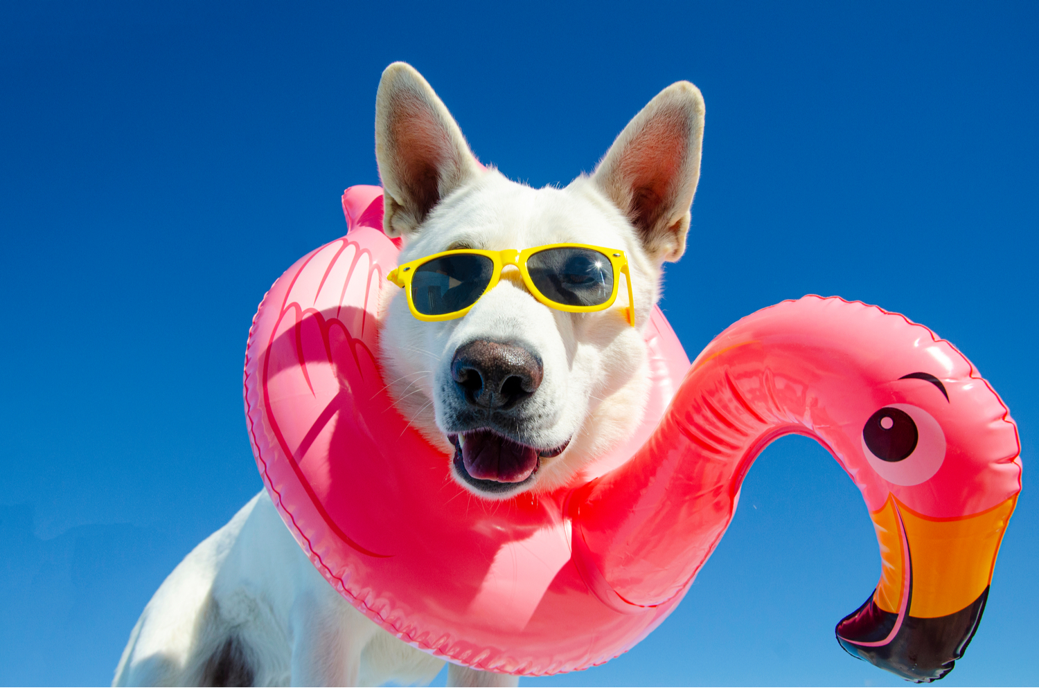 Activités des chiens pendant les vacances