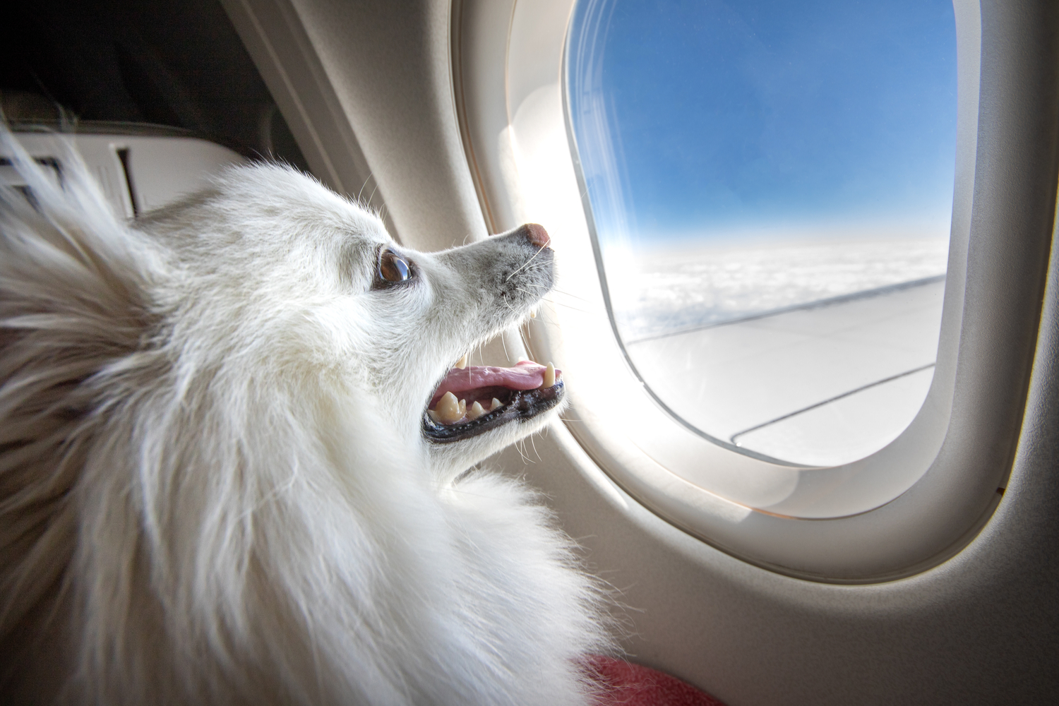 Partir en avion avec son chien