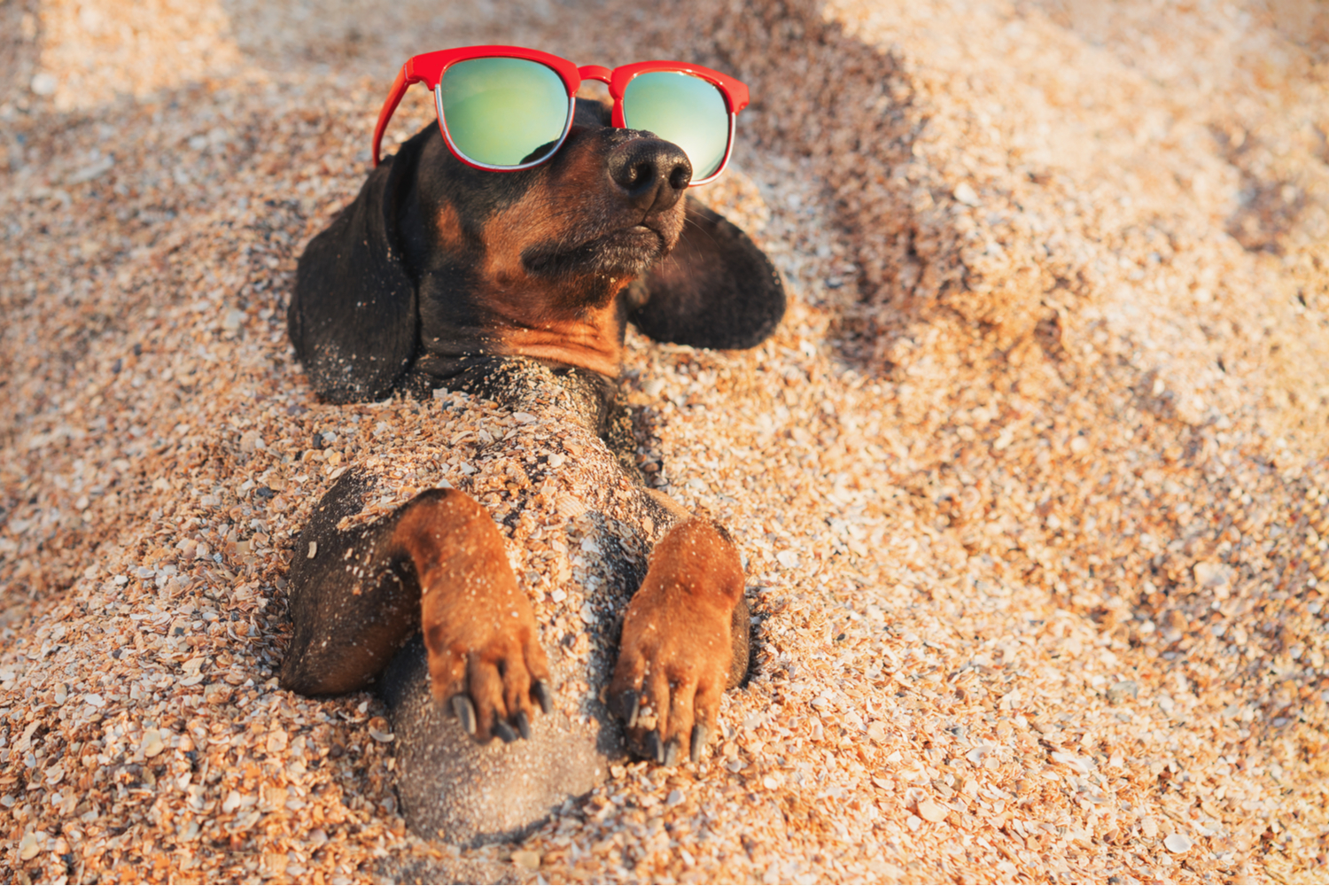 Héberger son chien en vacances