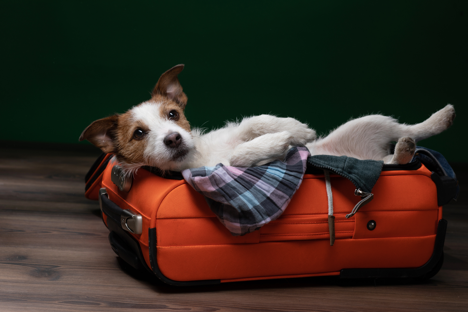 Partir en vacances avec son chien pas cher