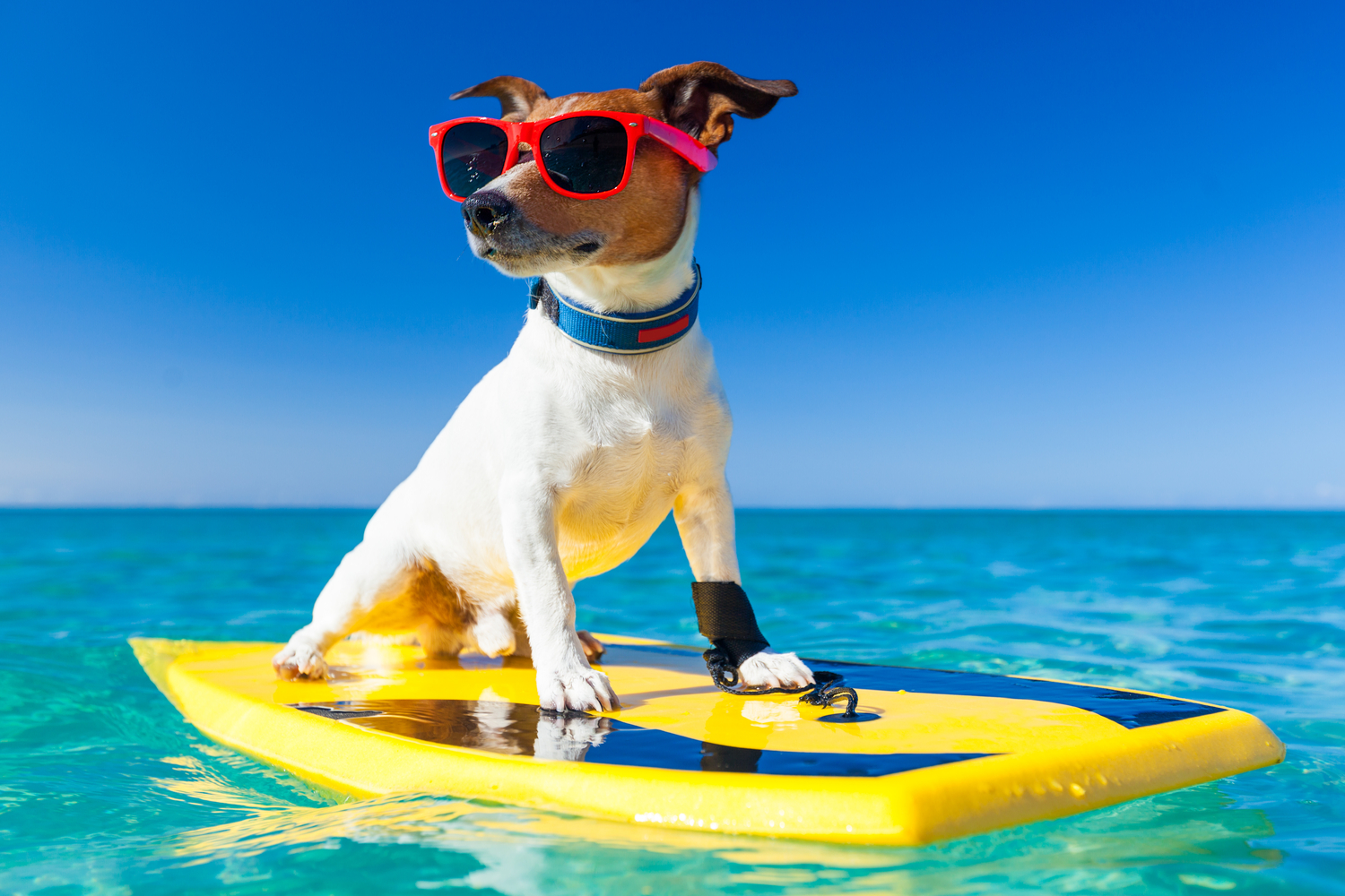 Vacances pour les chiens