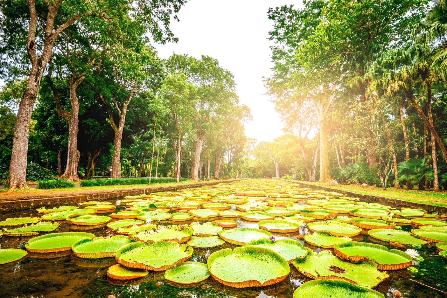 Le Jardin de Pamplemousses [île Maurice] Les choses à voir Chéri