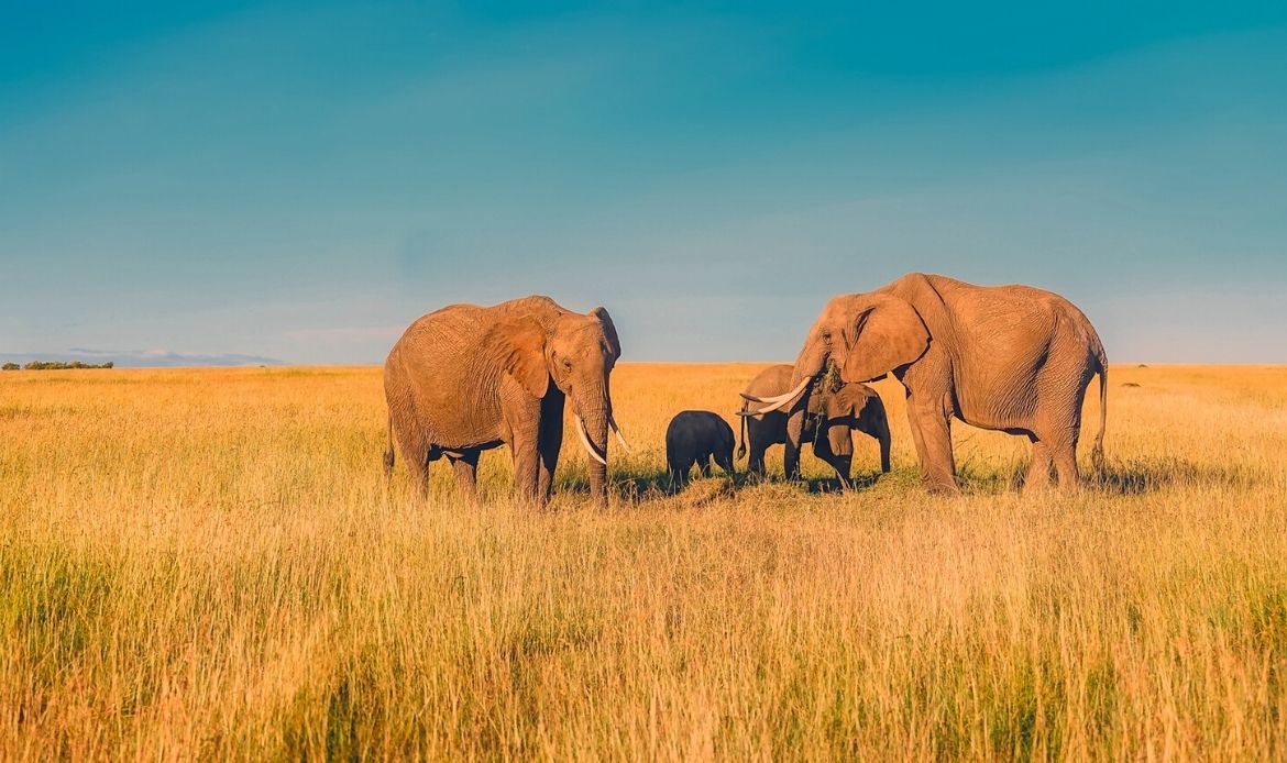 afrique du sud