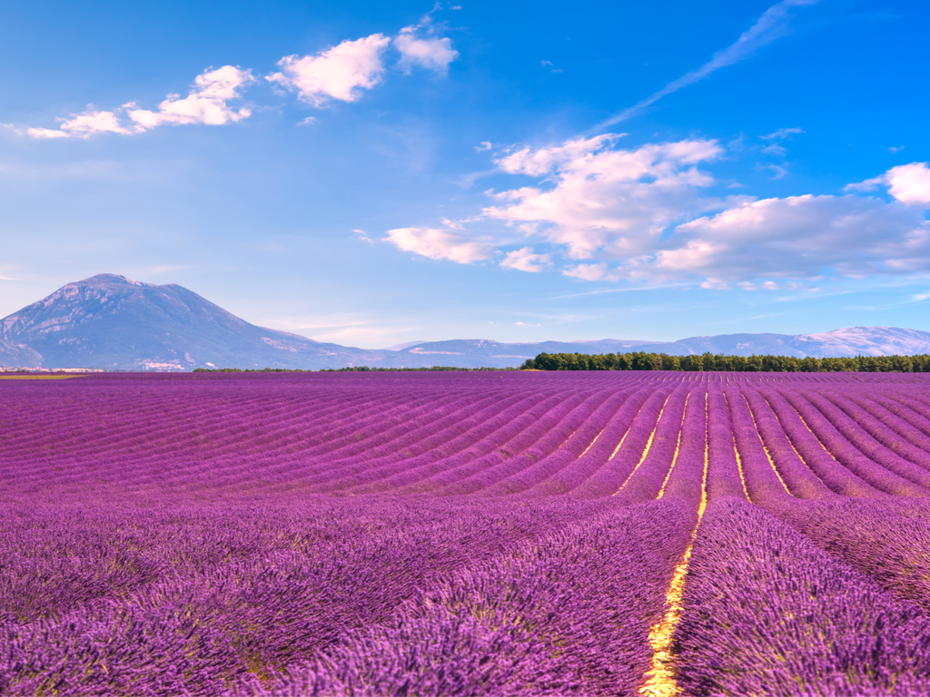 Le plateau de Valensole