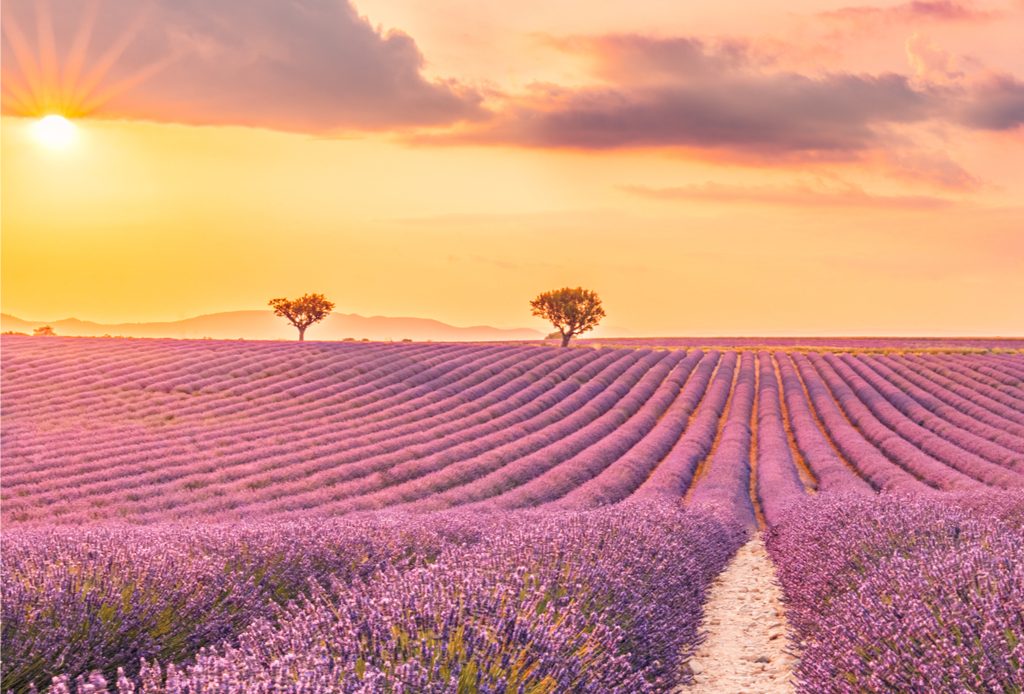 Les champs de lavande de Valensole