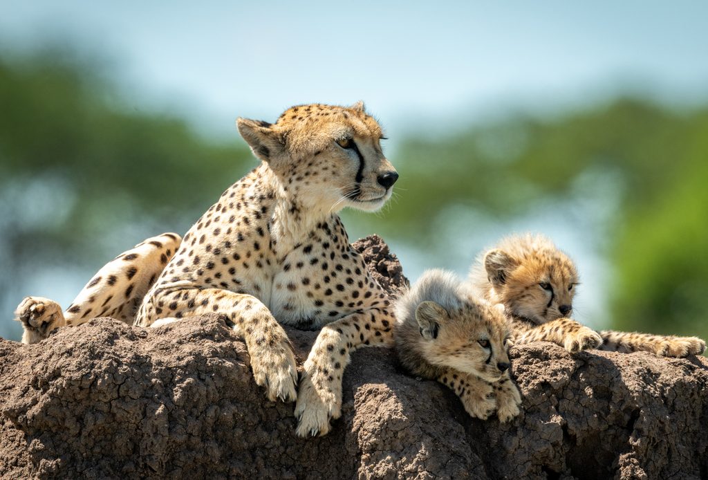 cheetah's rock zanzibar