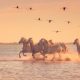 10 choses à faire le temps d’un week-end en Camargue