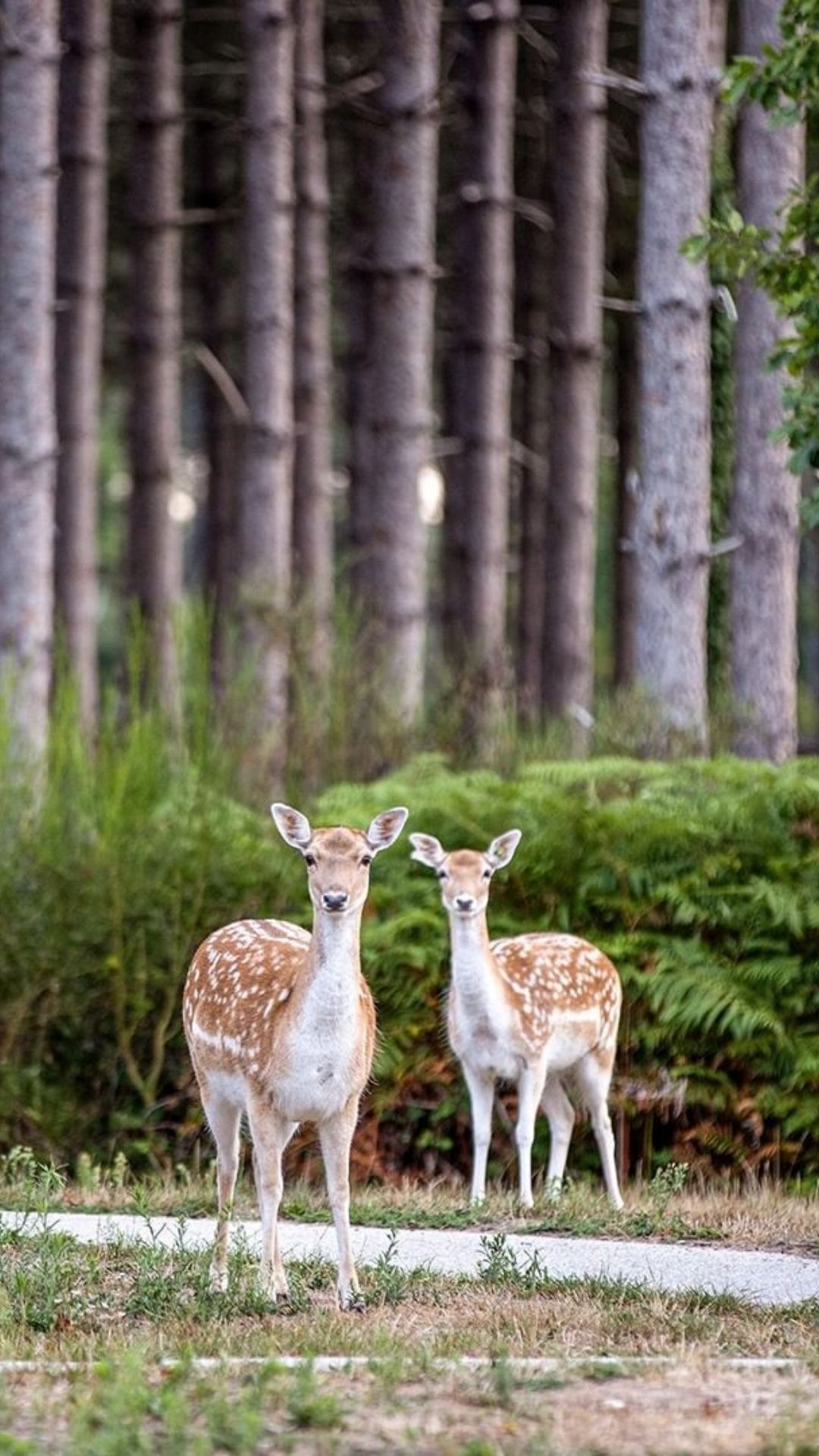 Center Parcs Domaine du Bois aux Daims