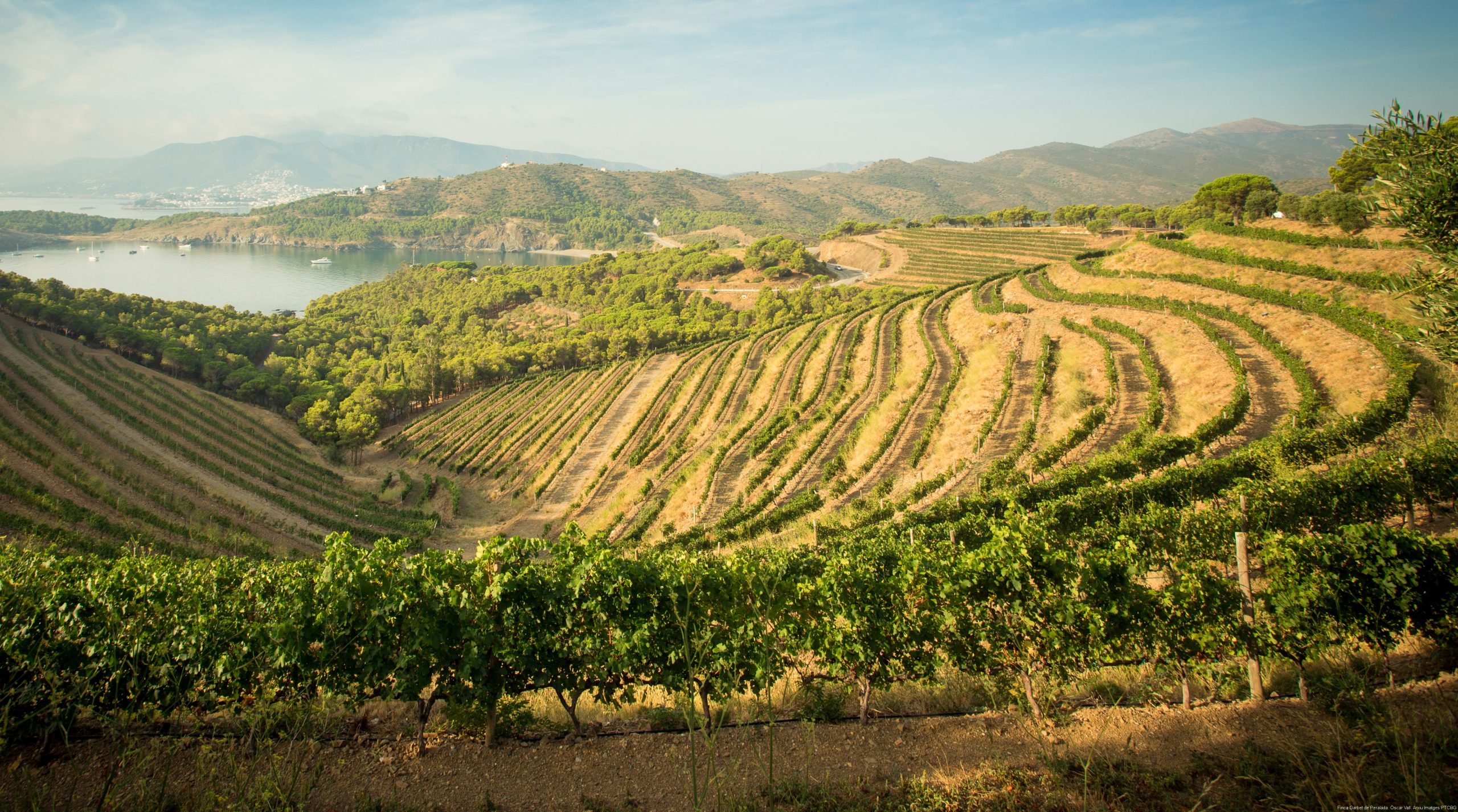 vignobles costa brava