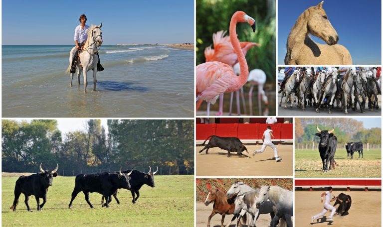 Les activités à faire en Camargue