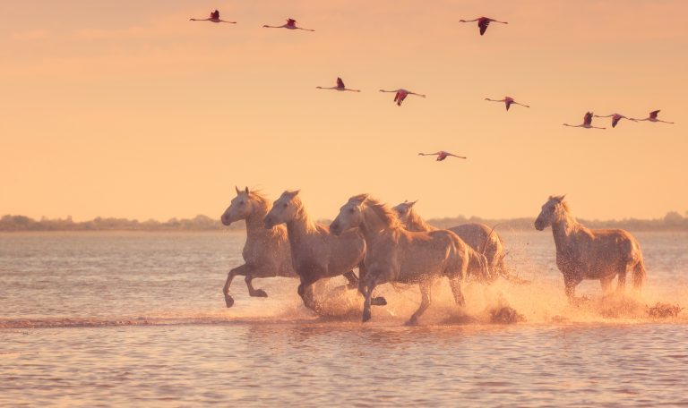 Camargue en Famille