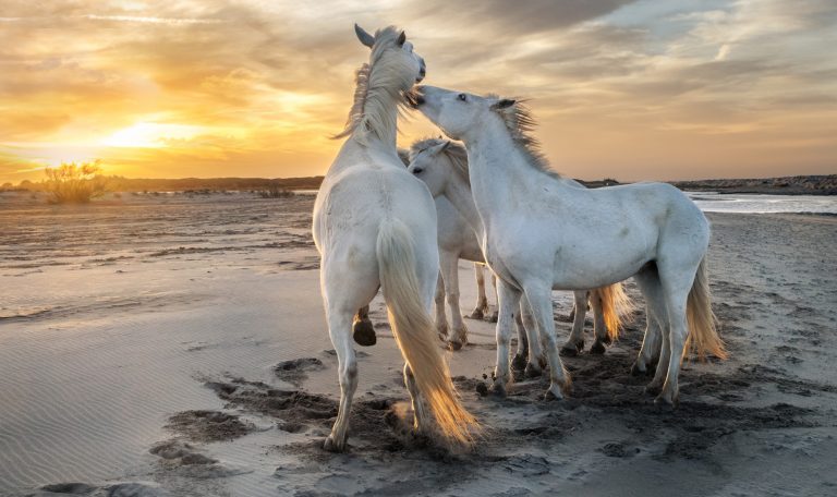 Faire du cheval en Camargue