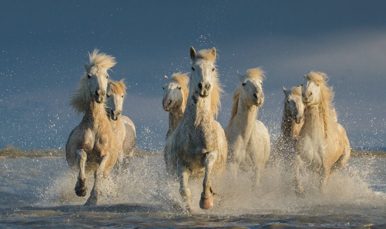 Cheval en Camargue