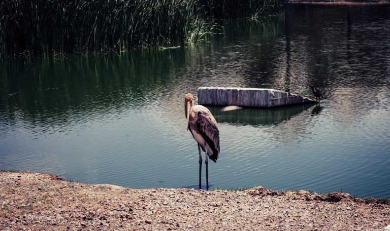 Dormir en Camargue