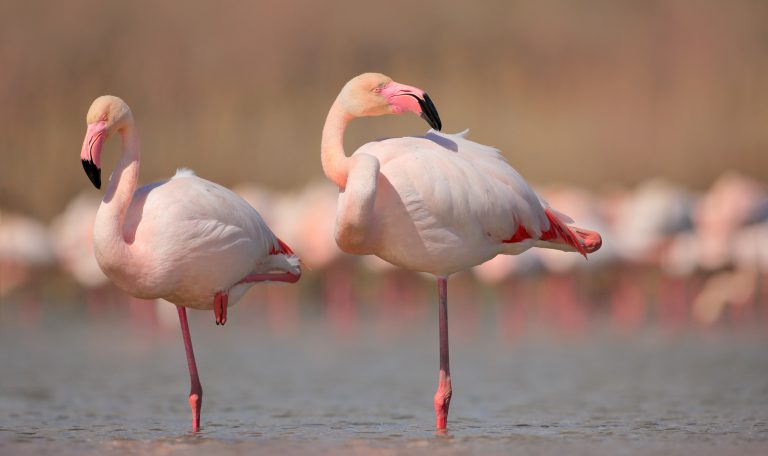 Flamant rose de la camargue