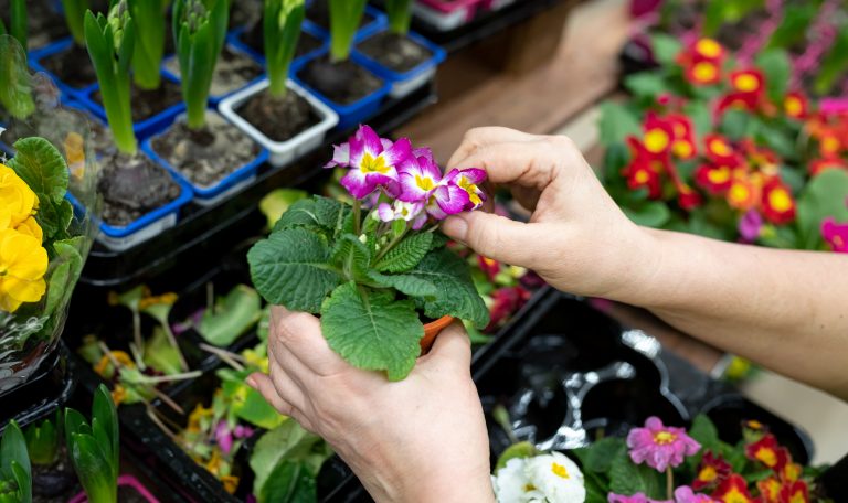 Le marché aux fleurs de Nice