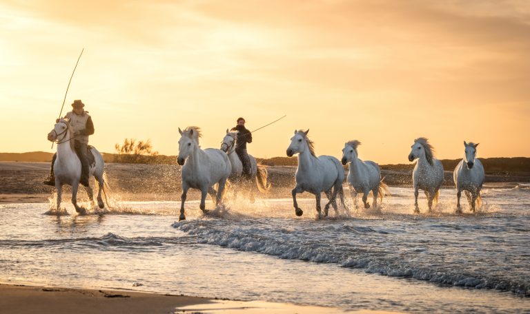 Pourquoi visiter la camargue