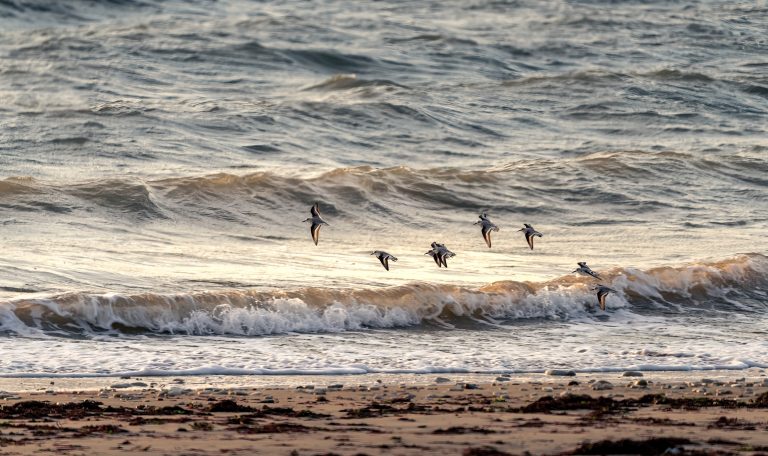 Rivedoux plage