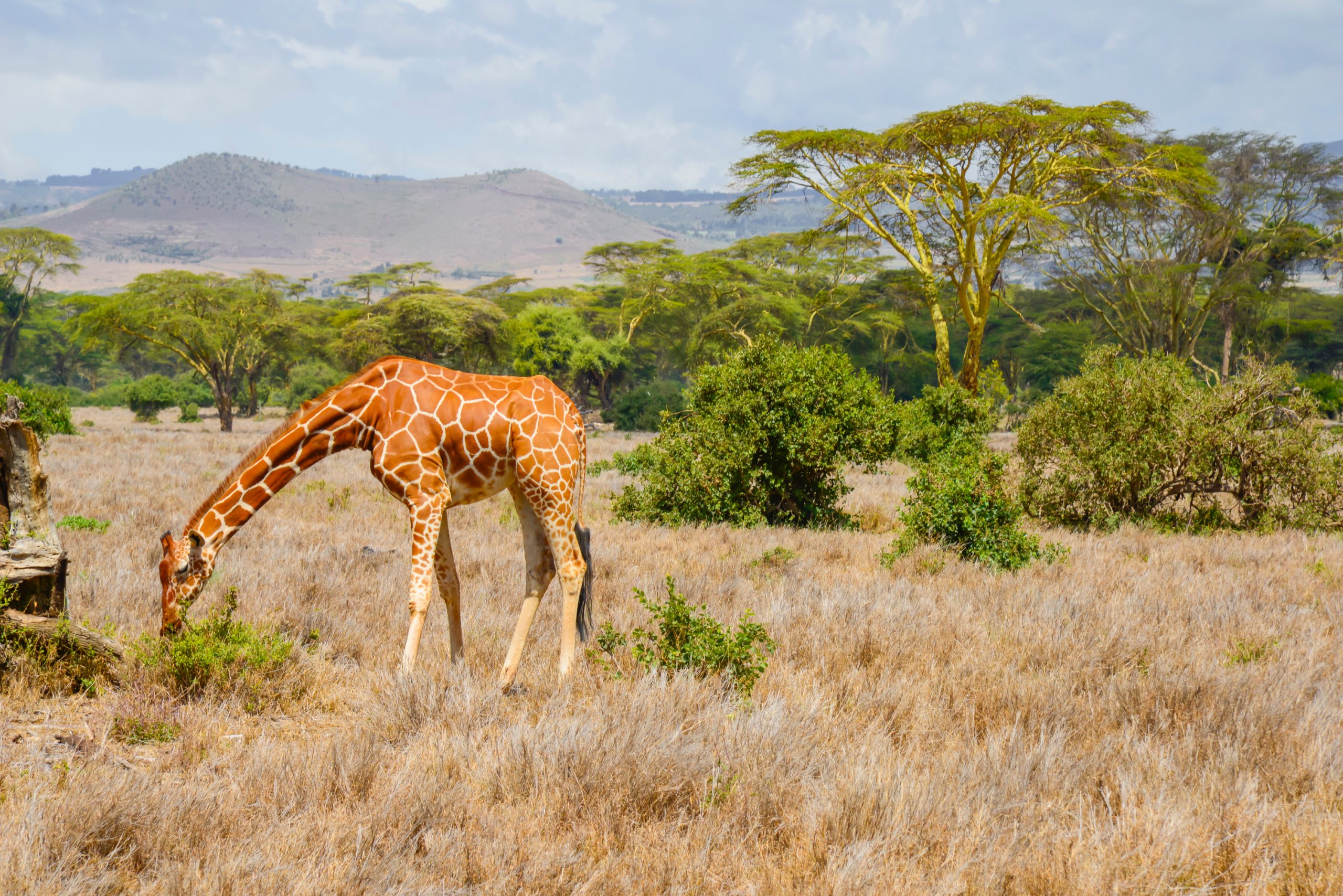 Hôtels de rêve au Kenya