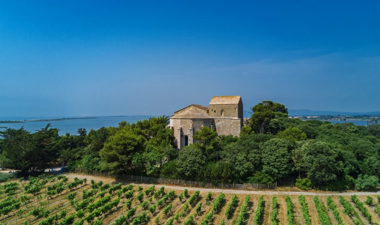 Vignoble de la camargue