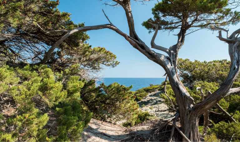 La plage de Barcaggio