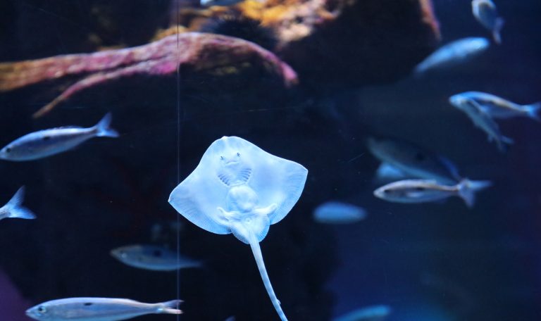 Aquarium Paris