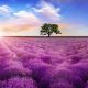 Top 10 des plus beaux Paysages Fleuris au Monde
