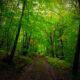 Top 10 des Plus Belles Forêts de France