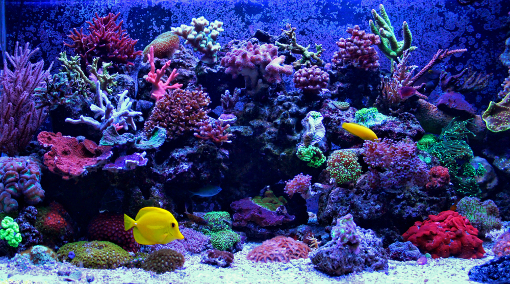 Aquarium paris