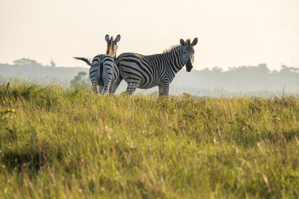 Serengeti