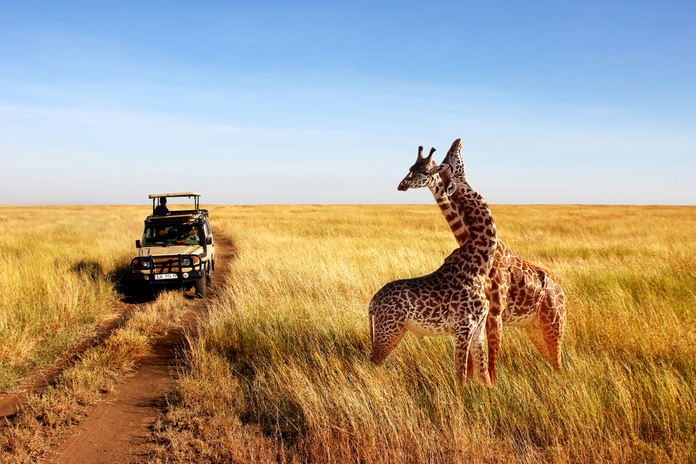 Faire un safari à Saadani