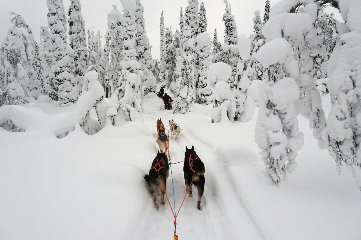 chiens de traineaux 