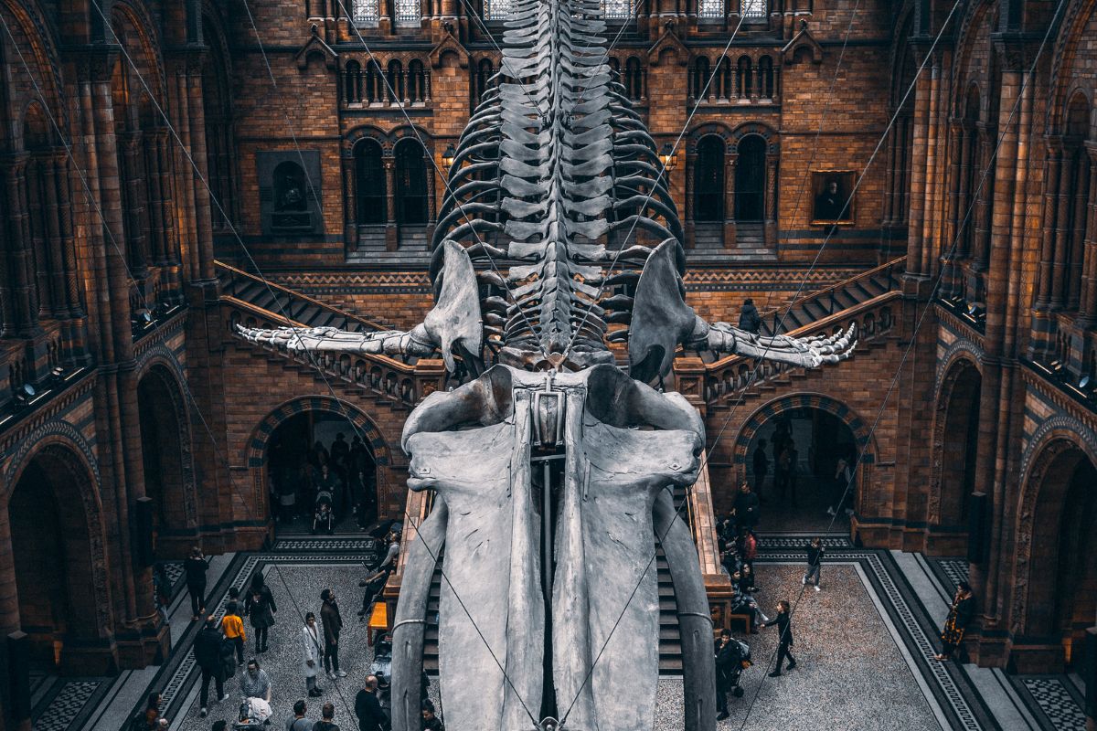 Le musée d'histoire naturelle