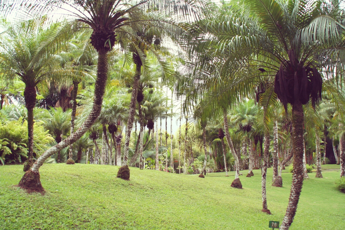 Jardin Martinique