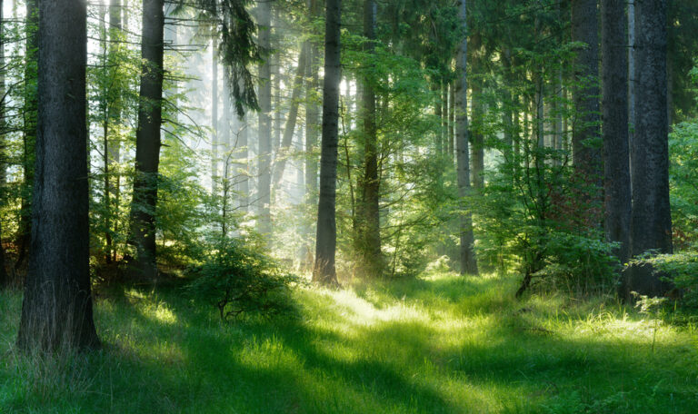 week end foret