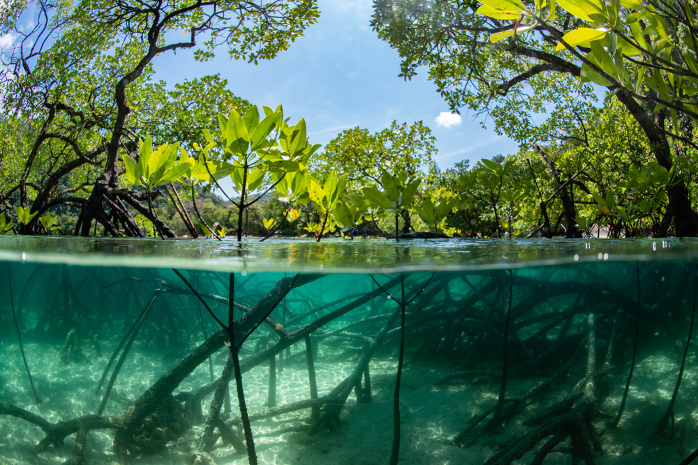 Avis mangrove guadeloupe