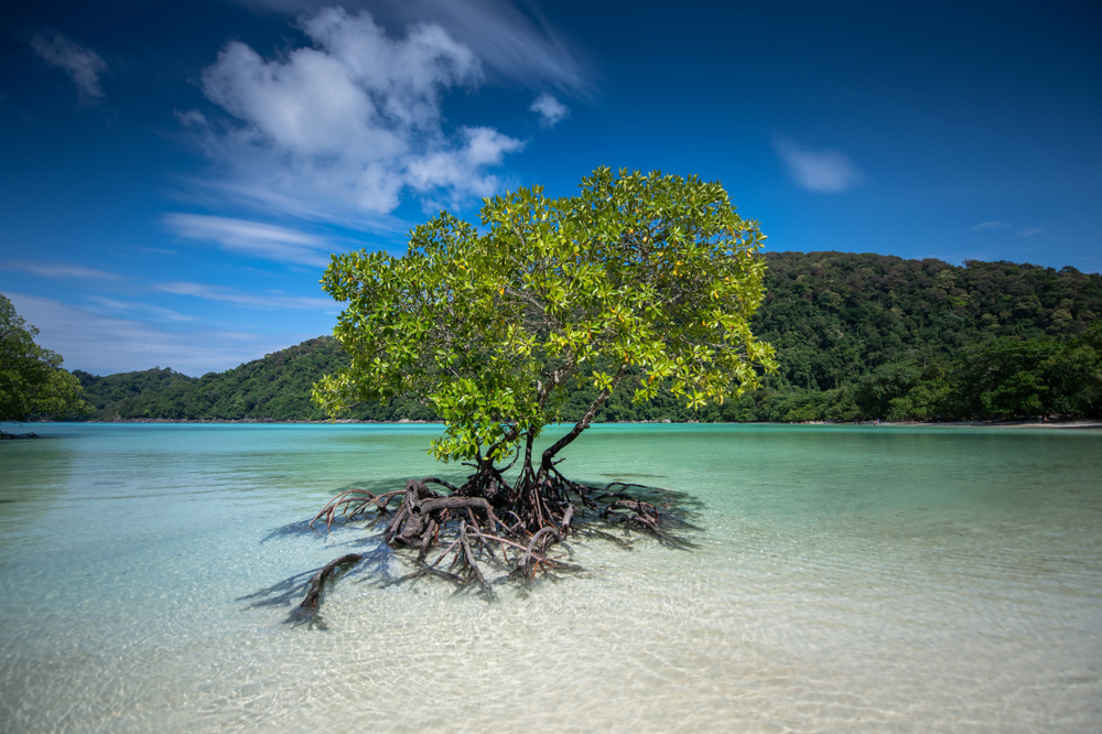 Mangrove en Guadeloupe