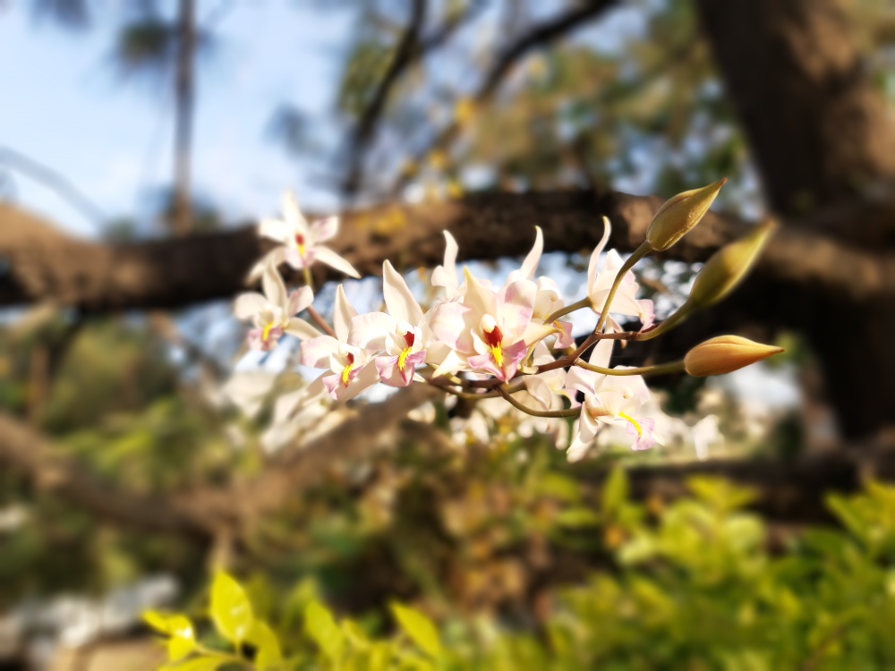 Jardin Orchidée Réunion